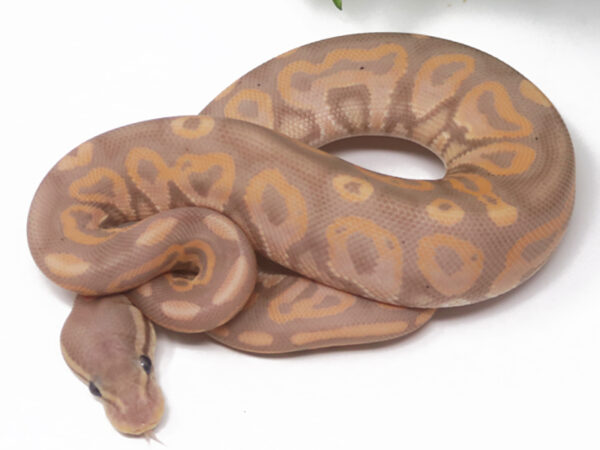 Banana Cinnamon (Female)