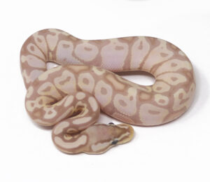 15-2C-Banana-Pastel_2025-300x260 15-2C Banana Pastel_2025