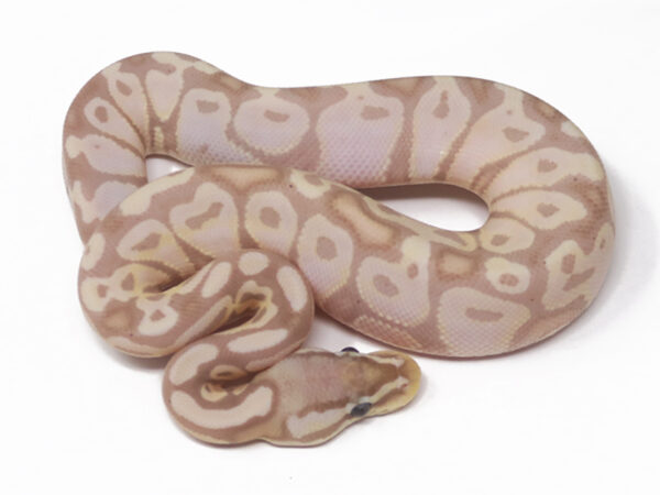 Banana Pastel (Female)