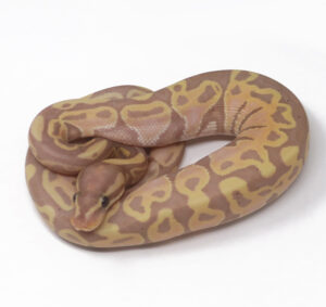 15-3A-Banana_2025-300x283 15-3A Banana_2025