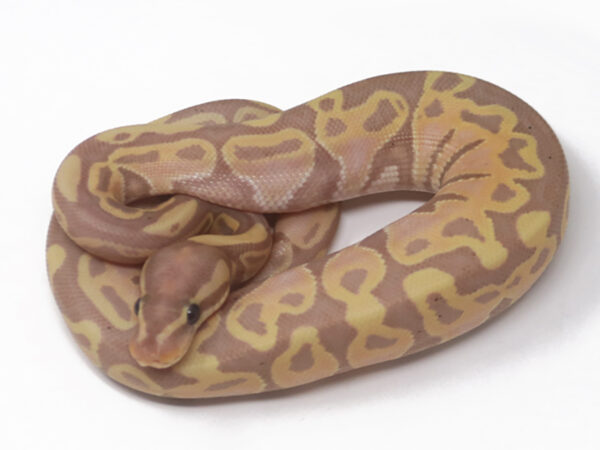 Banana (Male)