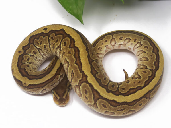 Jigsaw (Male)