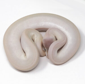 15-4A-Super-Mojave_2025-300x294 15-4A Super Mojave_2025