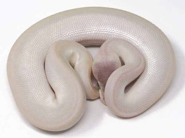 Super Mojave (Male)
