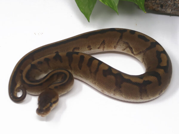 Genetic Stripe (Female)
