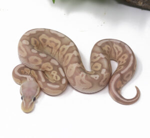 15-5C-Banana-Pewter_2025-300x276 15-5C Banana Pewter_2025