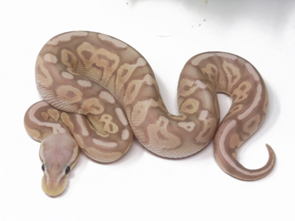 Banana Pewter (Male)
