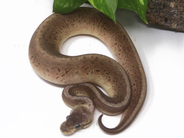 Pewter Pin (Female)