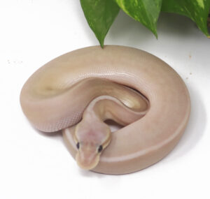 15-6B-Banana-Bongo-Pewter-Pin_2025-300x285 15-6B Banana Bongo Pewter Pin_2025