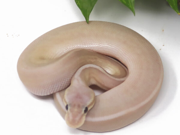Banana Bongo Pewter Pin (Male)