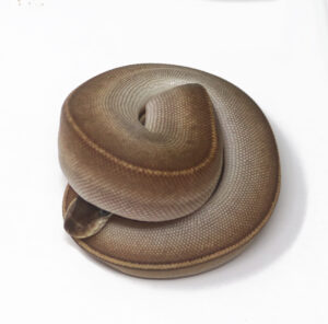 15-6C-Bongo-Pewter-Pin_2025-300x296 15-6C Bongo Pewter Pin_2025