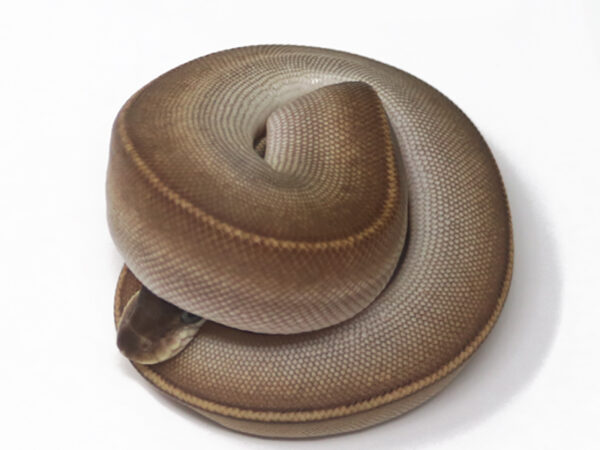 Bongo Pewter Pin (Female)