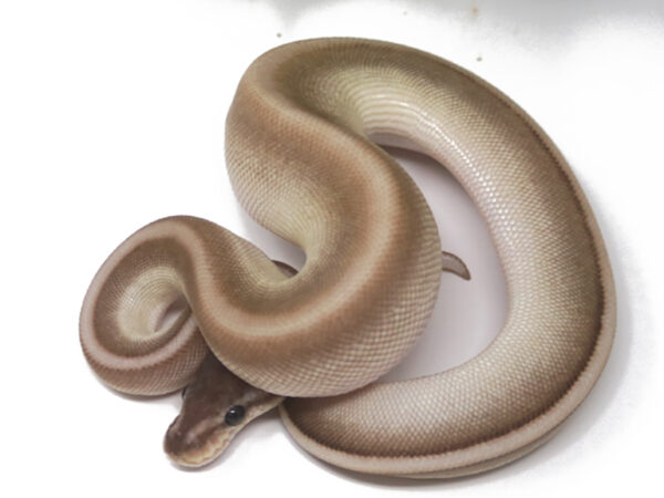 Genetic Stripe Butter Het Red Axanthic (Male)