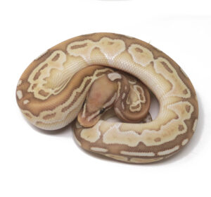 15-8A-Banana-Butter-Het-Red-Axanthic_2025-300x279 15-8A Banana Butter Het Red Axanthic_2025