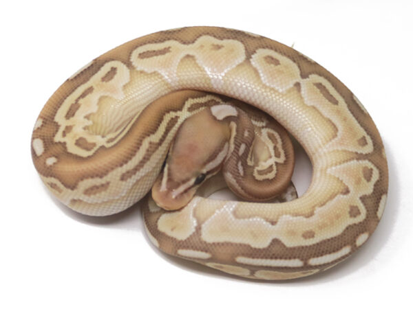 Banana Butter Het Red Axanthic (Male)