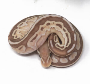15-8B-Banana-Butter-Het-Red-Axanthic_2025-300x281 15-8B Banana Butter Het Red Axanthic_2025