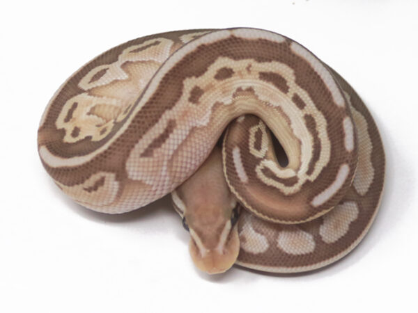 Banana Butter Het Red Axanthic (Male)