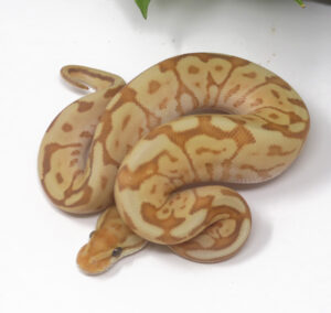 15-9B-Banana-Bongo-Woma_2025-300x284 15-9B Banana Bongo Woma_2025