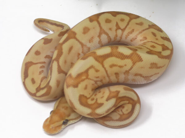 Banana Bongo Woma (Male)