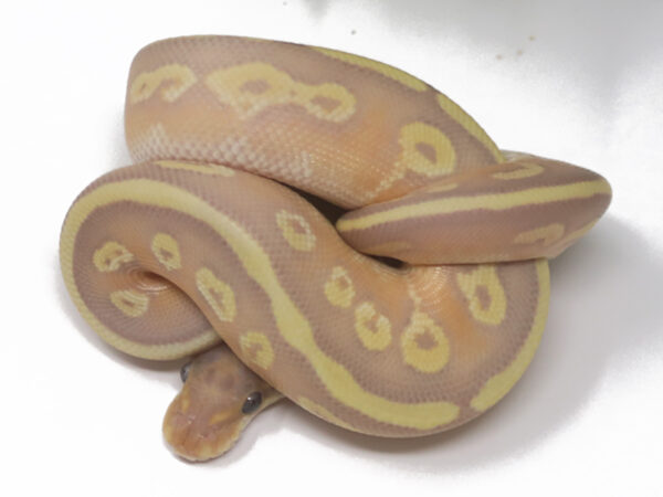 Banana Bongo Mojave (Male)