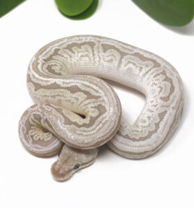 16-10A-Bamboo-Leopard-Pewter-HGW_2025-279x300 16-10A Bamboo Leopard Pewter HGW_2025