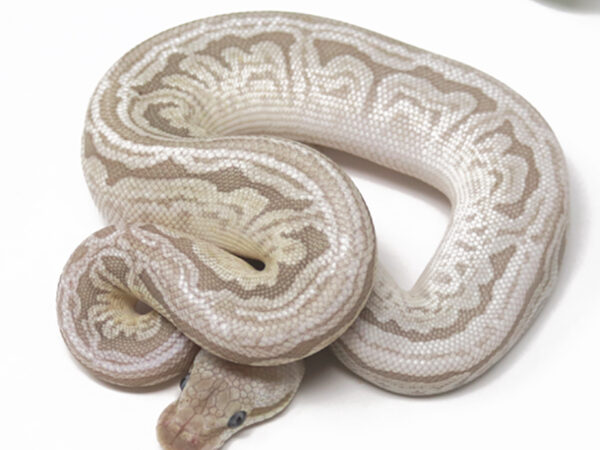 Bamboo Leopard Pewter HGW? (Female)