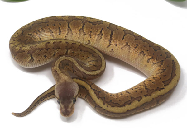 Lemonblast (Male)