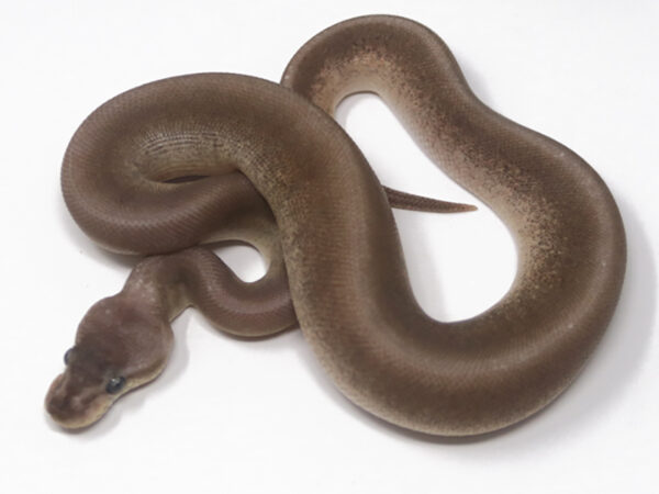 Pewter Pin (Male)