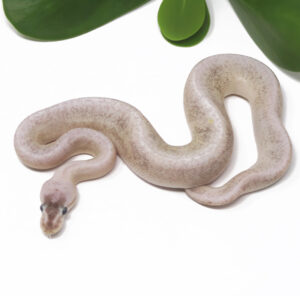 16-12B-Sterling-Pin_2025-300x296 16-12B Sterling Pin_2025