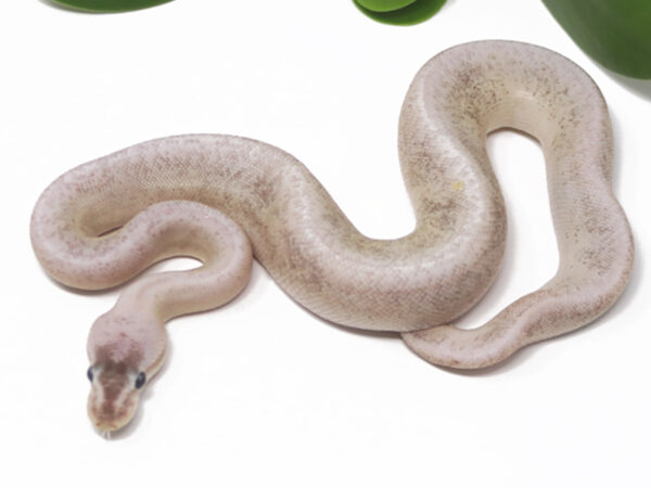 Sterling Pin (Male)