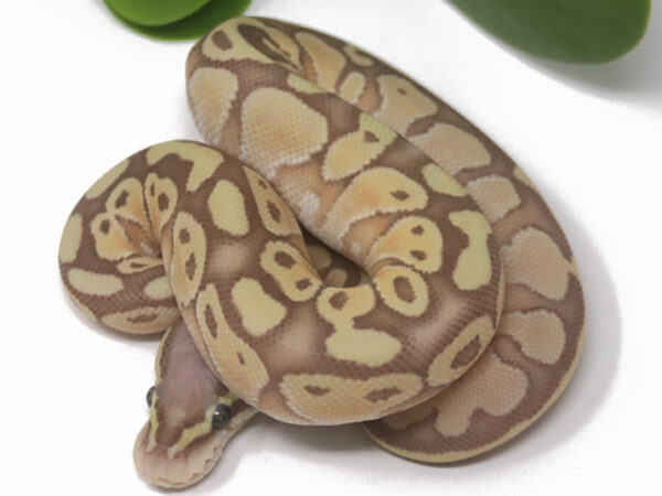 Banana Pastel Butter (Male)