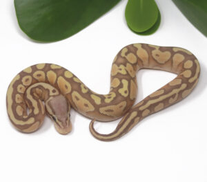 16-13A-Banana-Pastel-Butter_2025-300x264 16-13A Banana Pastel Butter_2025