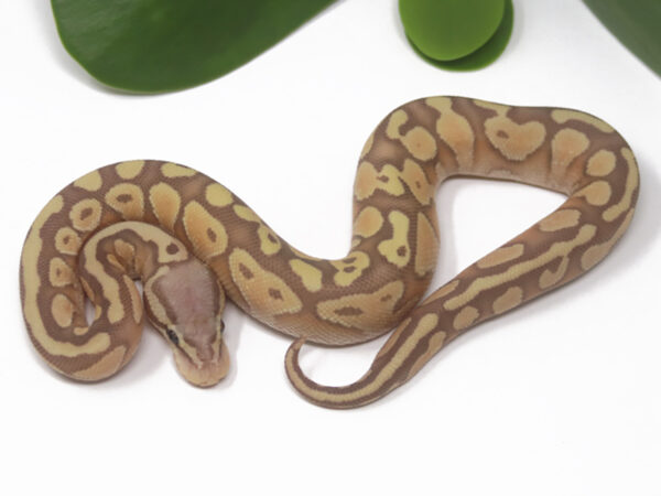 Banana Pastel Butter (Male)