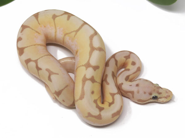 Banana Bee (Male)