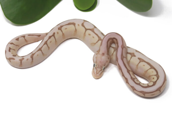 Banana Butter Bee (Male)
