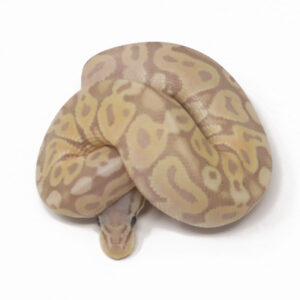 16-14A-Banana-Super-Pastel_2025-300x300 16-14A Banana Super Pastel_2025