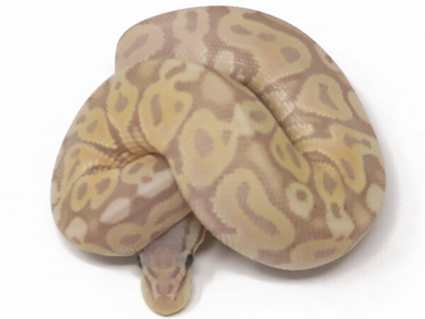 Banana Super Pastel (Male)