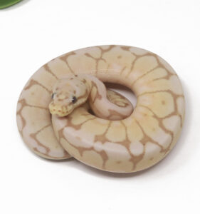 16-14C-Banana-Enchi-Bee_2025-281x300 16-14C Banana Enchi Bee_2025