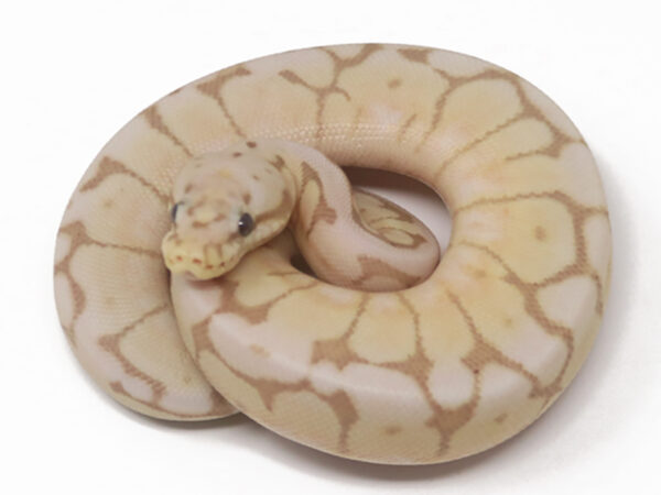 Banana Enchi Bee (Male)