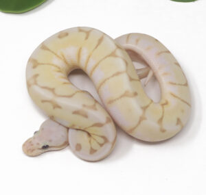 16-15A-Banana-Enchi-Bee_2025-300x285 16-15A Banana Enchi Bee_2025