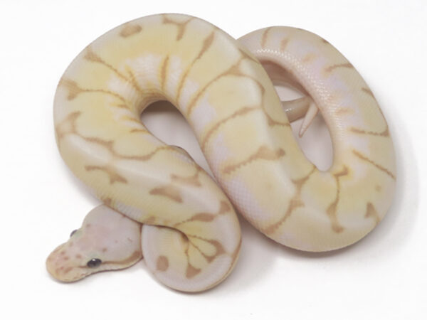 Banana Enchi Bee (Male)