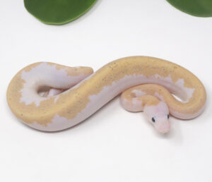 16-17A-Super-Fire_2025-300x258 16-17A Super Fire_2025