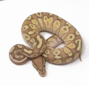 16-17B-Banana-Butter_2025-300x293 16-17B Banana Butter_2025