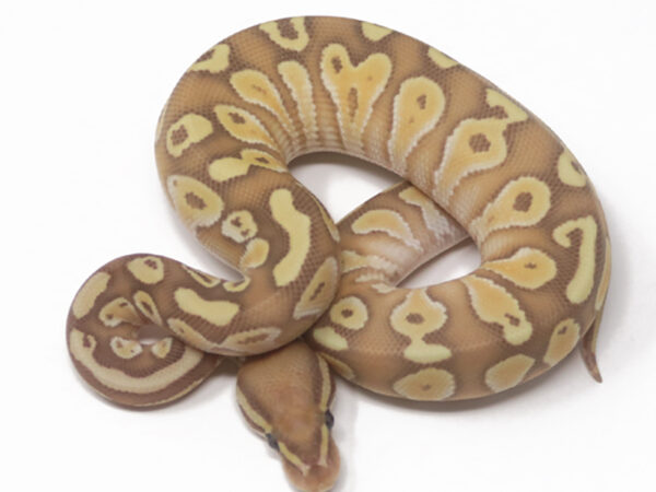 Banana Butter (Male)