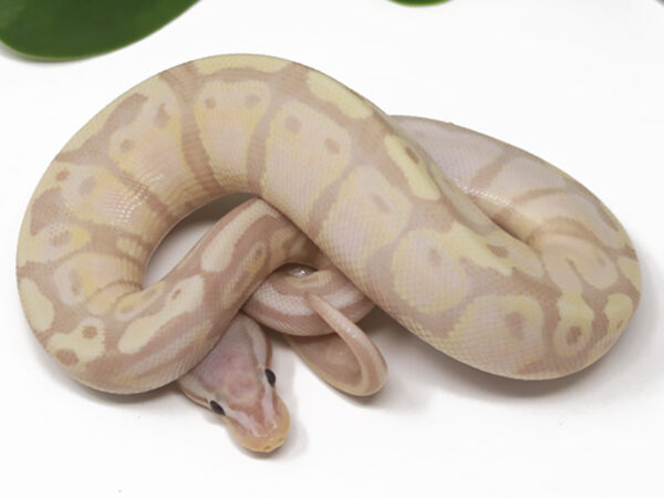 Super Banana Pastel (Male)