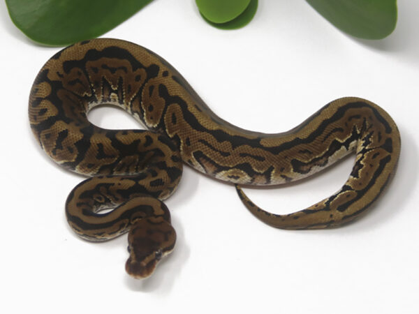 Leopard HGW (Female)
