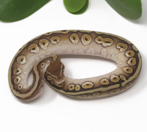 16-3A-HGW-Mojave_2025-300x270 16-3A HGW Mojave_2025