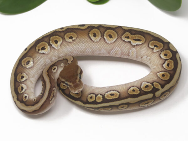 HGW Mojave (Female)