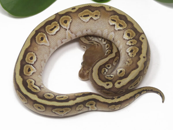 HGW Mojave (Female)