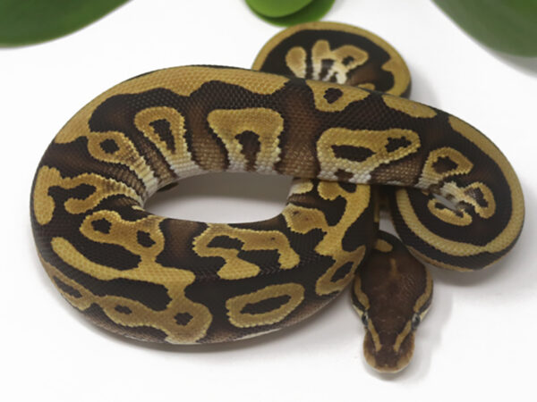 Leopard Mojave (Male)